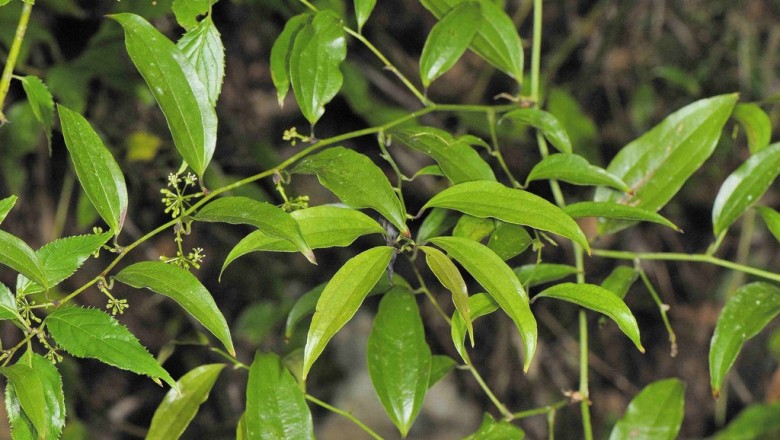 Cây Kim cang lá thuôn. Smilax lanceifolia Roxb - Cây Thuốc Nam Quanh Ta